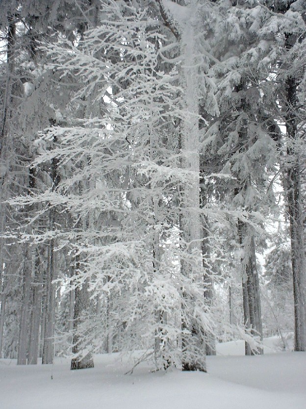 Zieleniec 2003